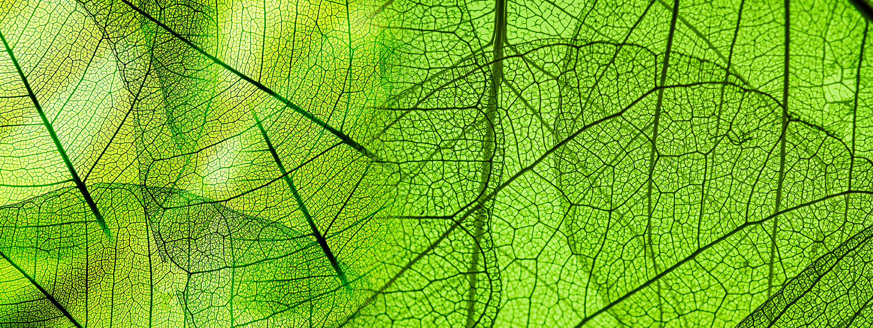 Scaling sustainable biosurfactants