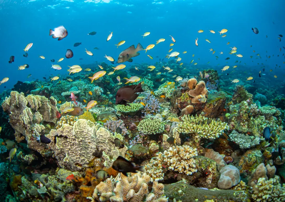 Why should we care about the health of ocean ecosystems?