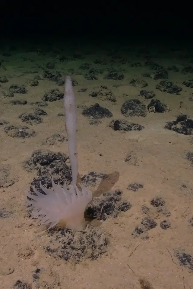 Deep-Sea Mining