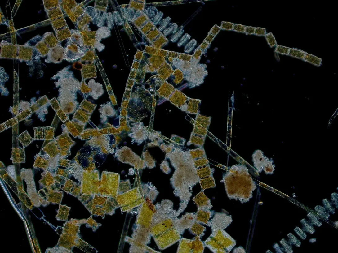 Phytoplankton