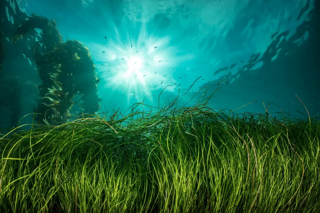Seagrass and sun