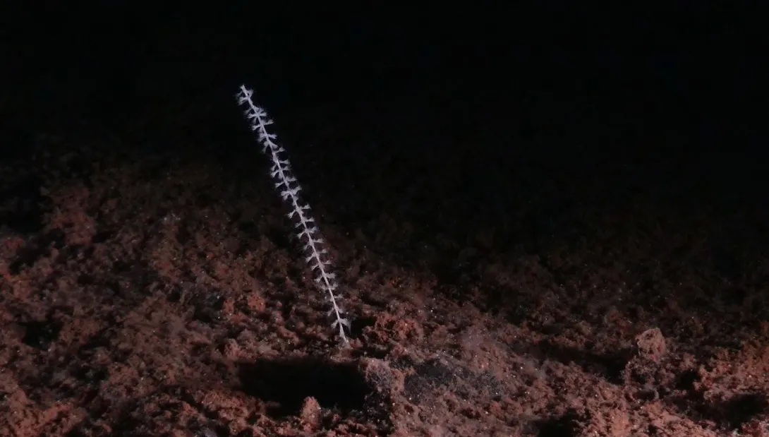 Deep sea creature on the seabed