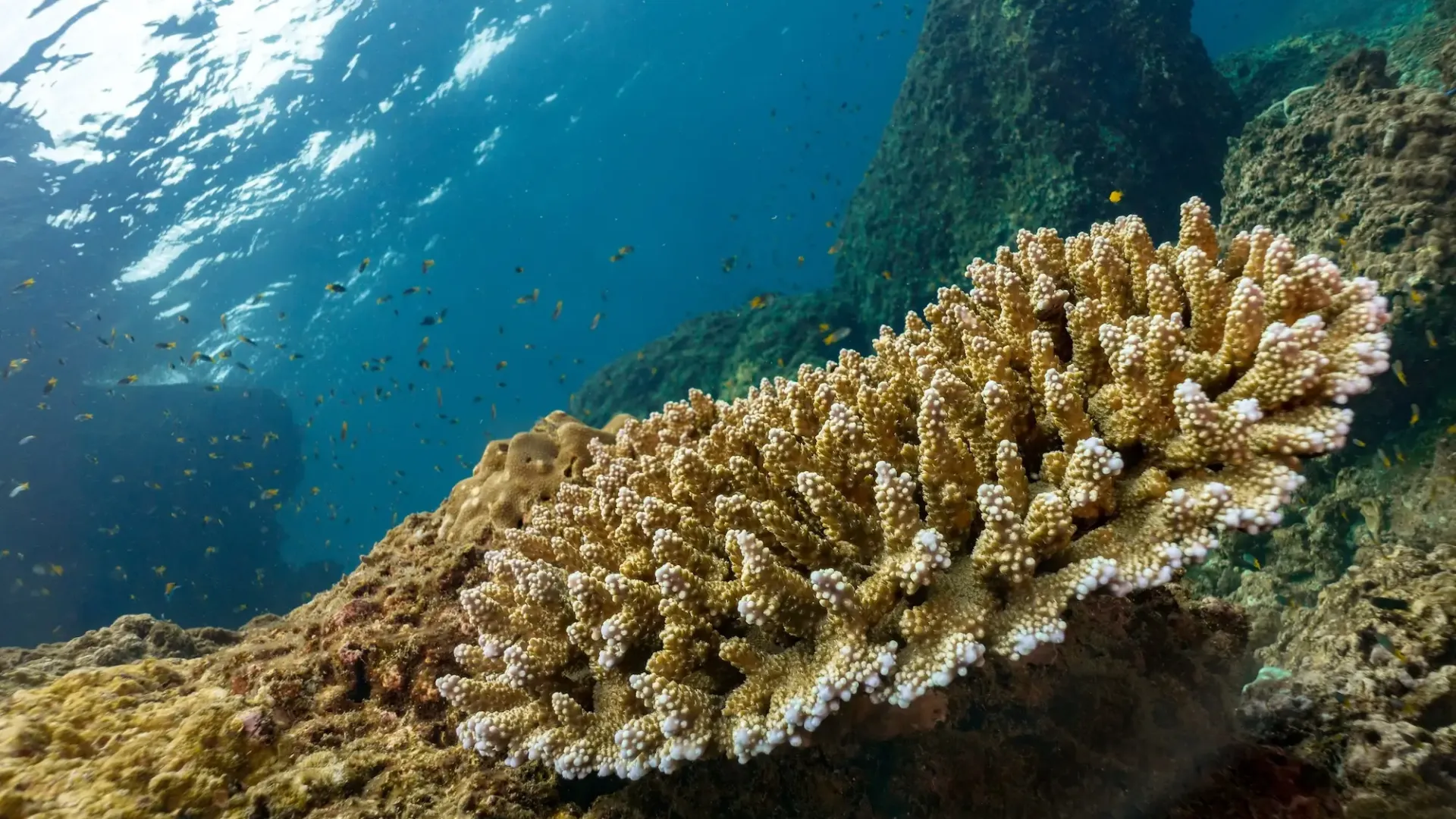 Ocean Warming