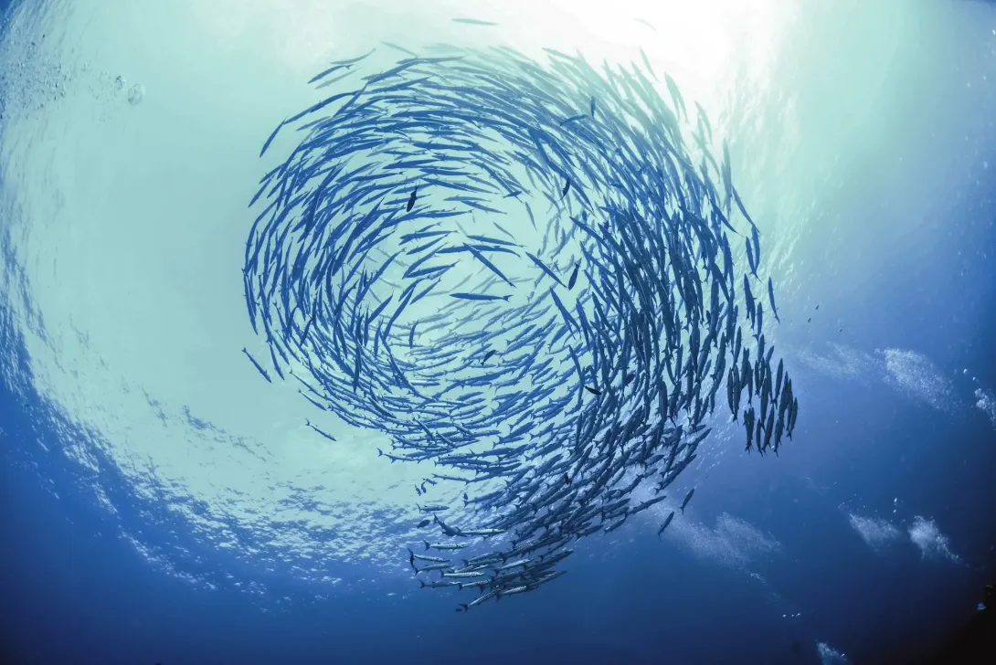 Circular shoal of fish