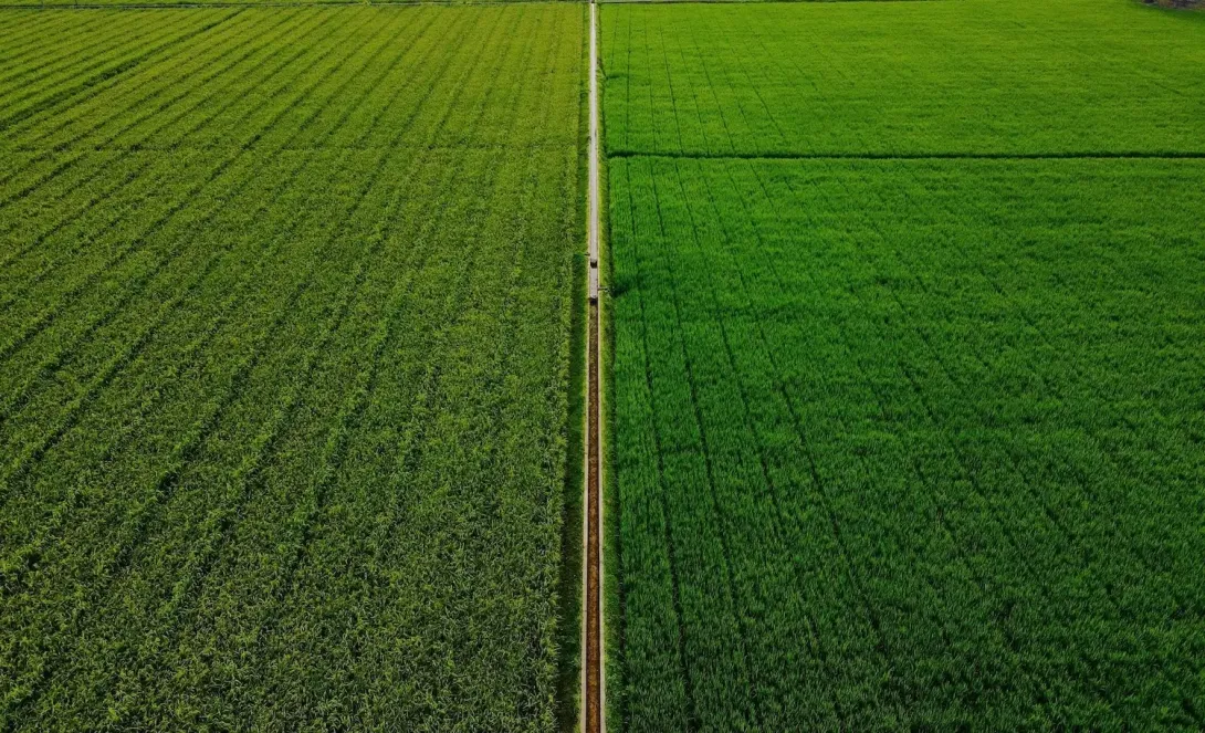 Agricultural fields