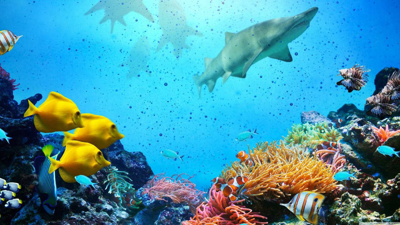 Coral Reef