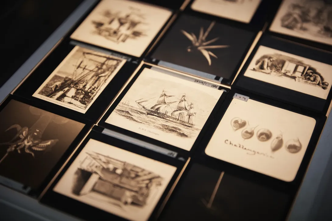 Negatives of photos from the Challenger Expedition
