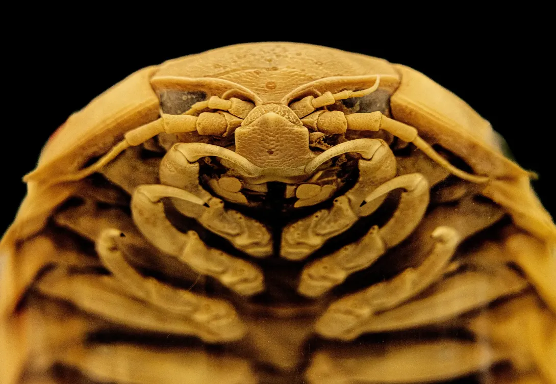Deep sea species