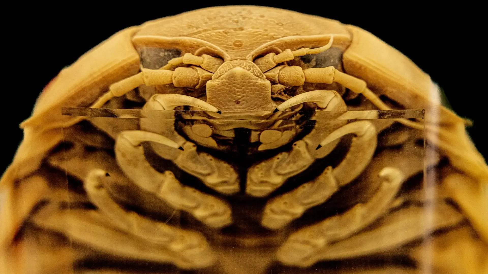 Deep-Sea Creatures