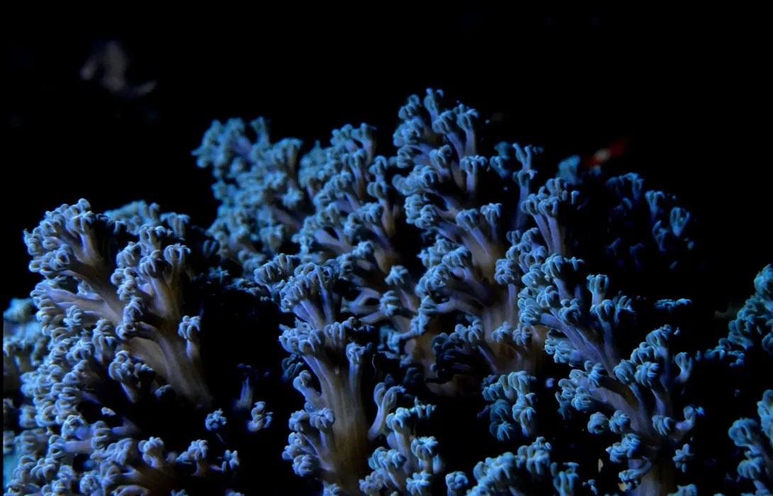Blue coral reef