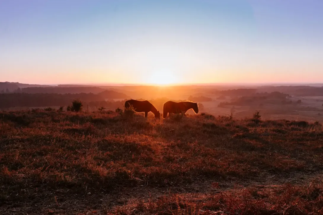 Wildlife in the New Forest