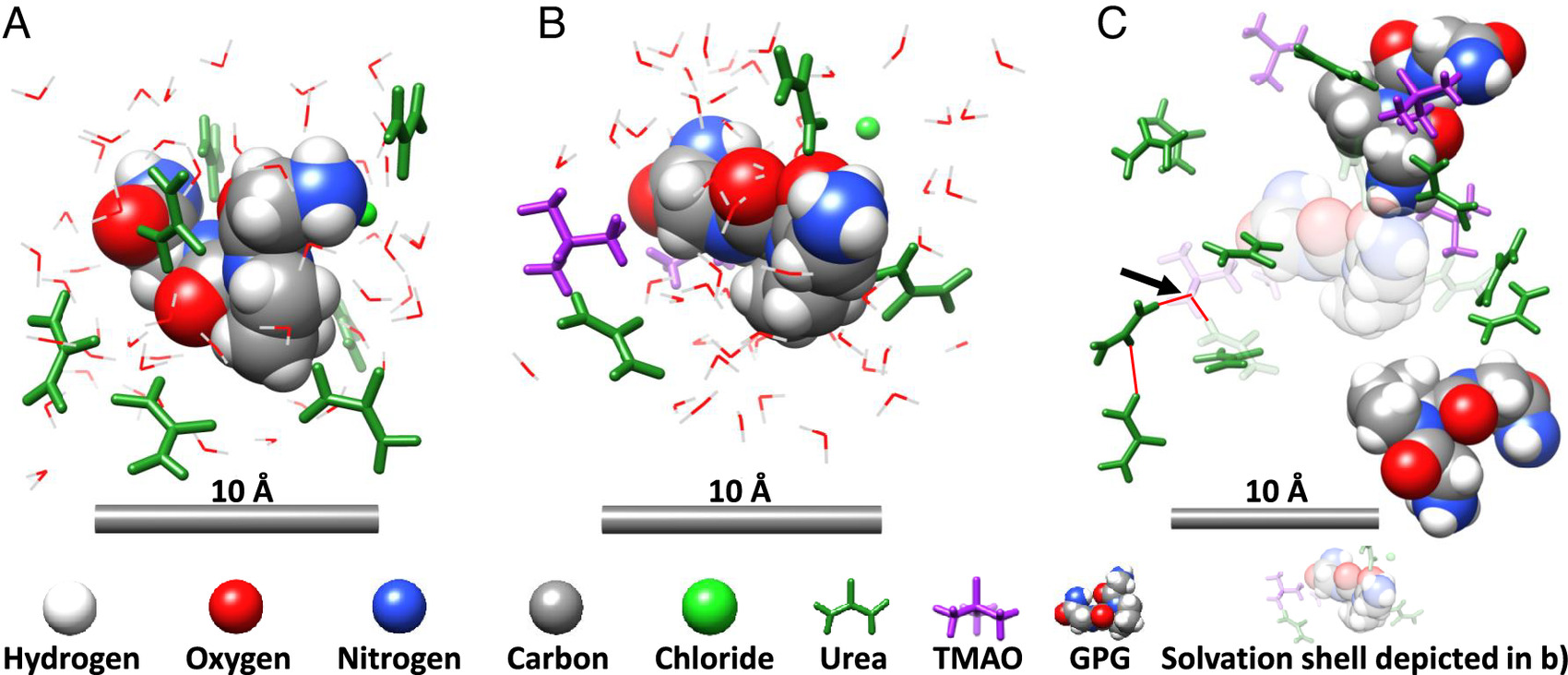 Representative solvation structures drawn from the structural refinement modeling of the diffraction data that pertain to the peptide in aqueous urea (A) and aqueous urea–TMAO (B and C).