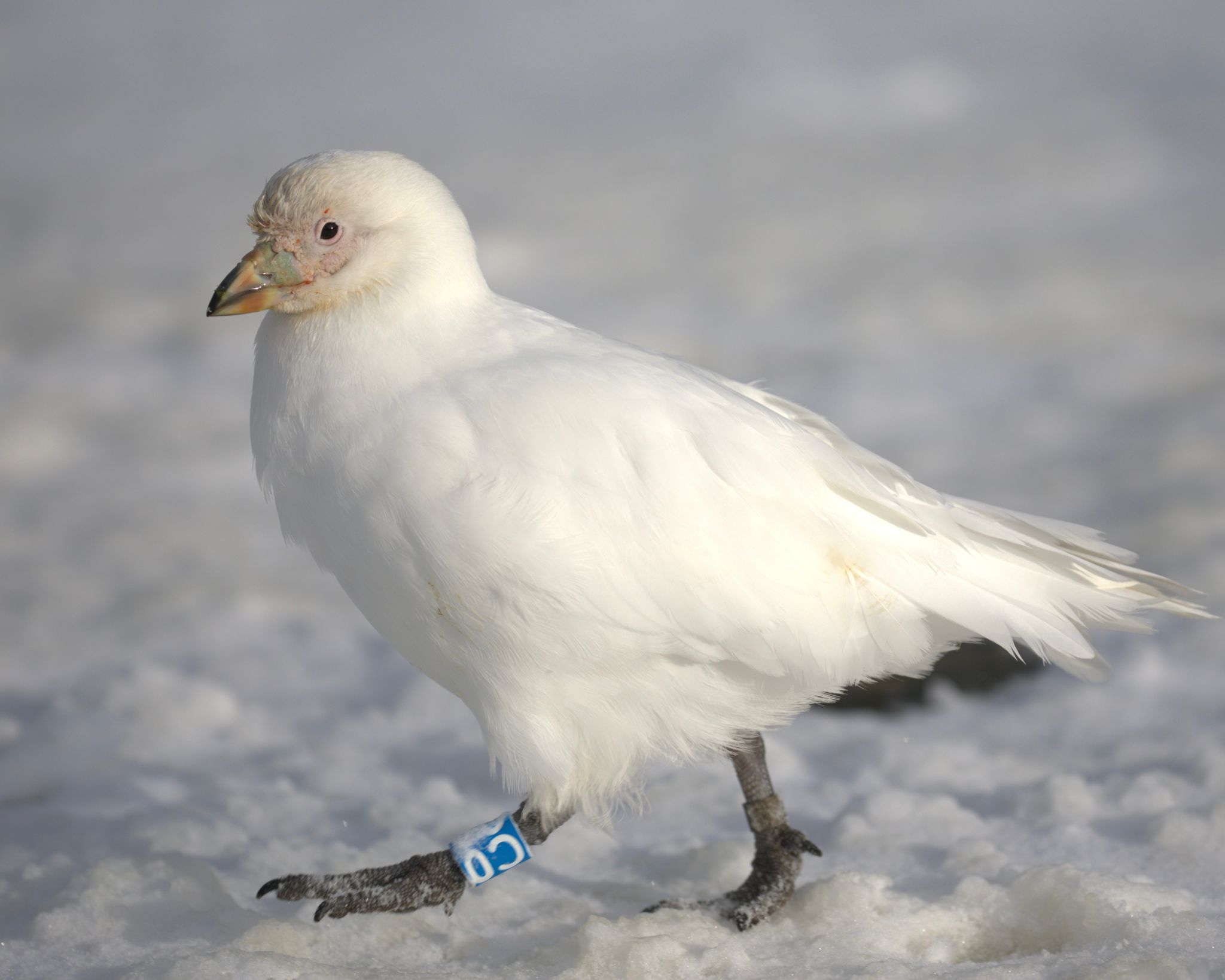 A close up of a white snowy sheathbill walking through snow with a blue scientific tag around its leg.