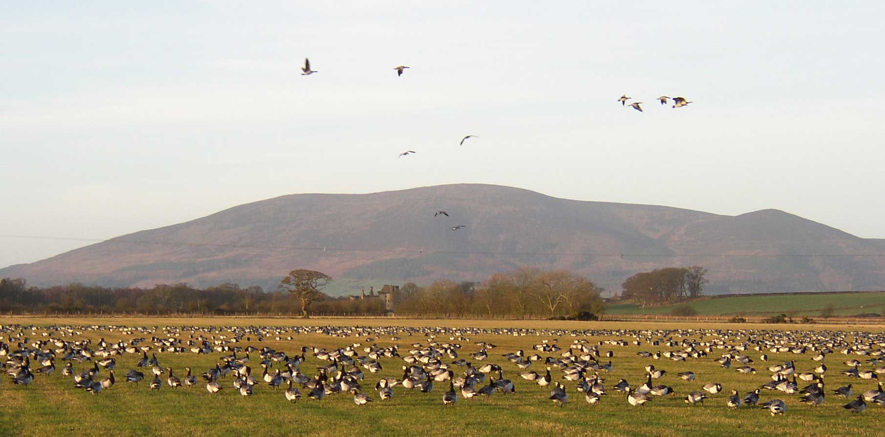 Barnacle geese at Caerlaverock