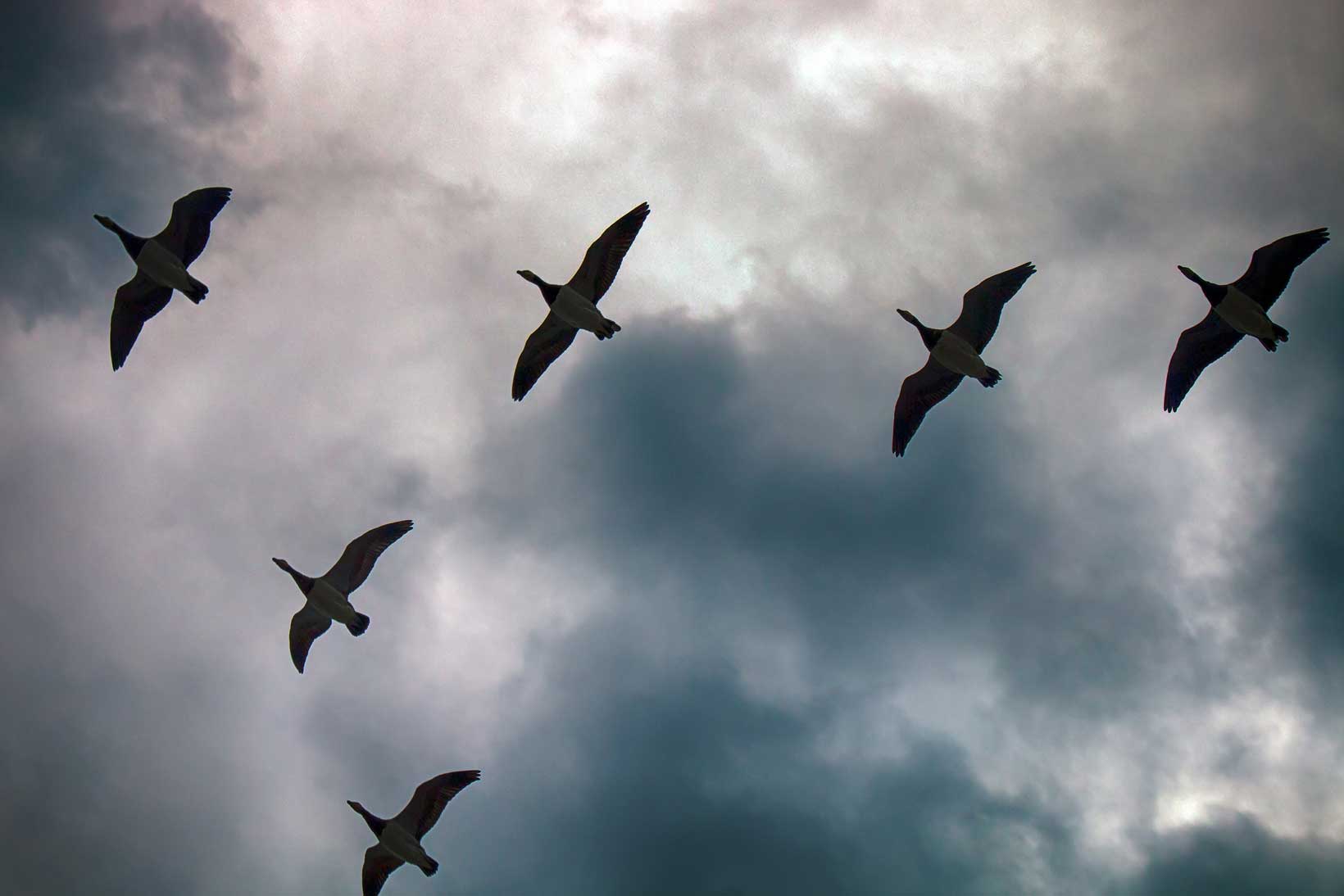 A skein of Barnacle geese