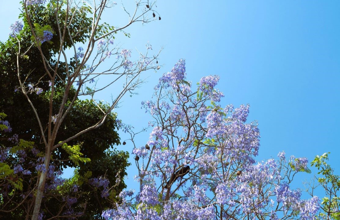 Trees blue sky.jpg