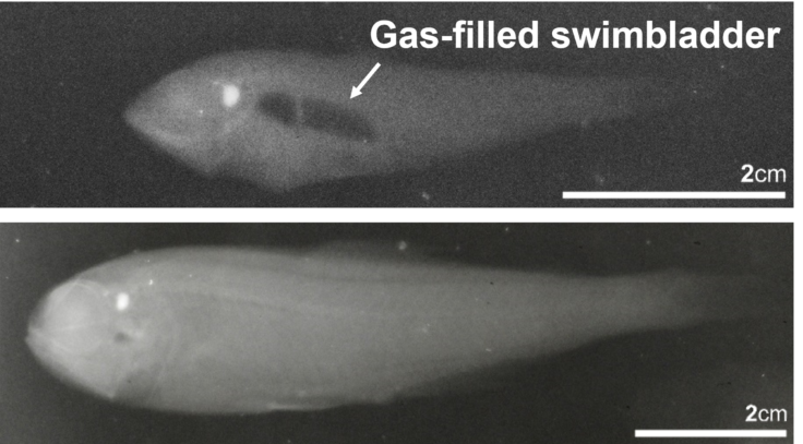 An x-ray of two fish - one which is smaller but has a dark patch in the middle. The bottom fish is bigger but has no dark patch.