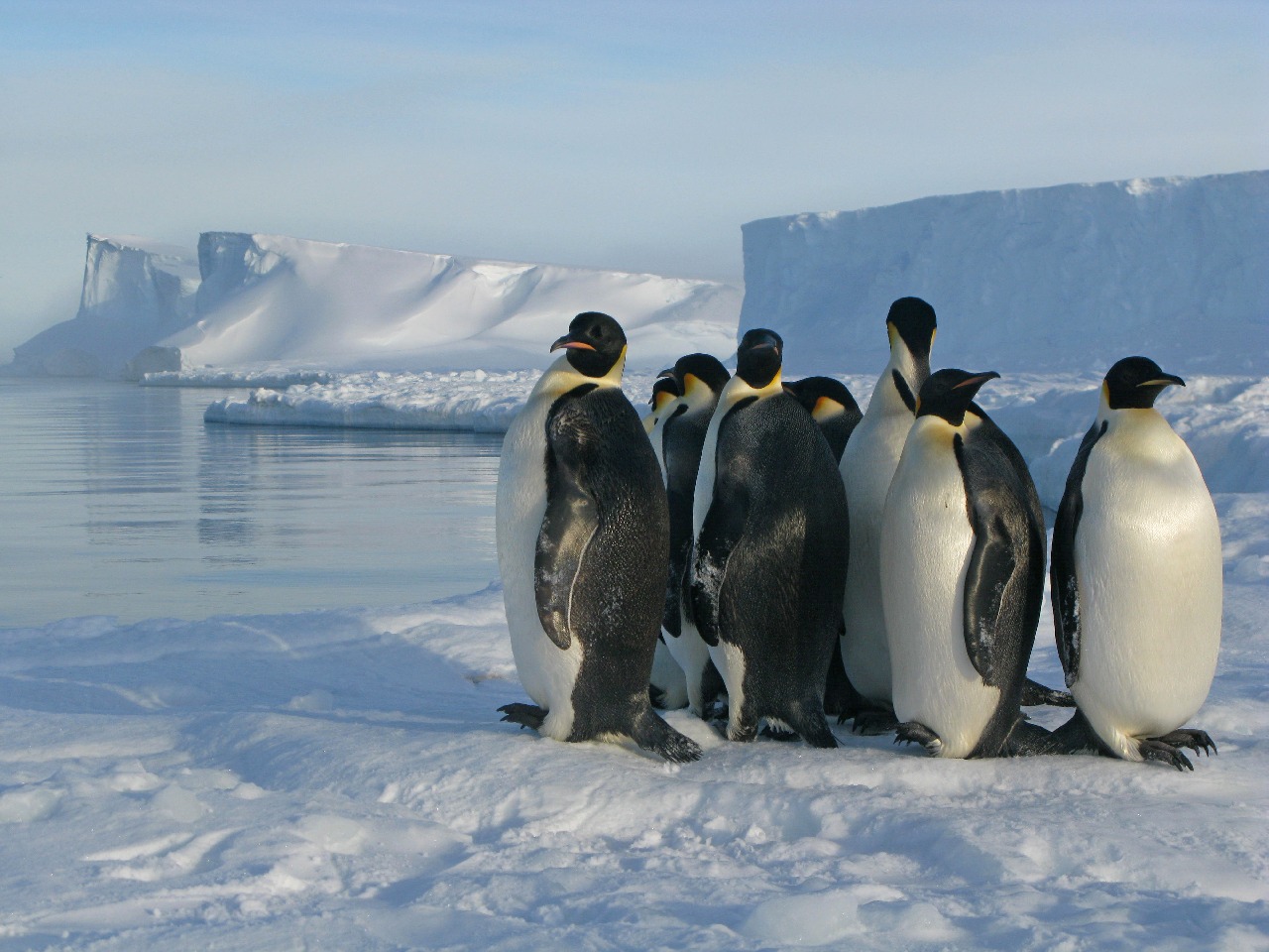 Penguins