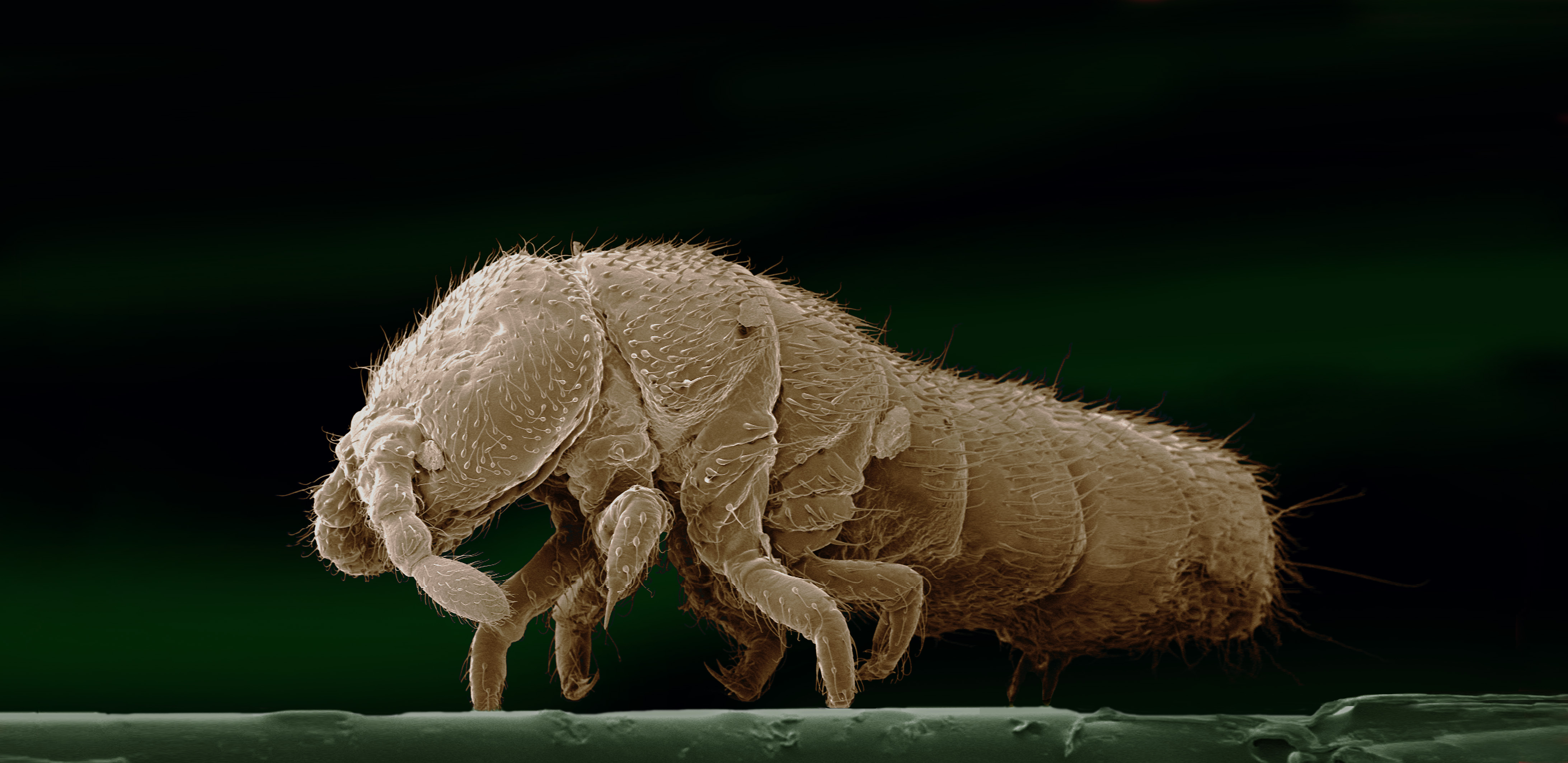 A close up of an animal.