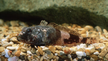 A pile of fish