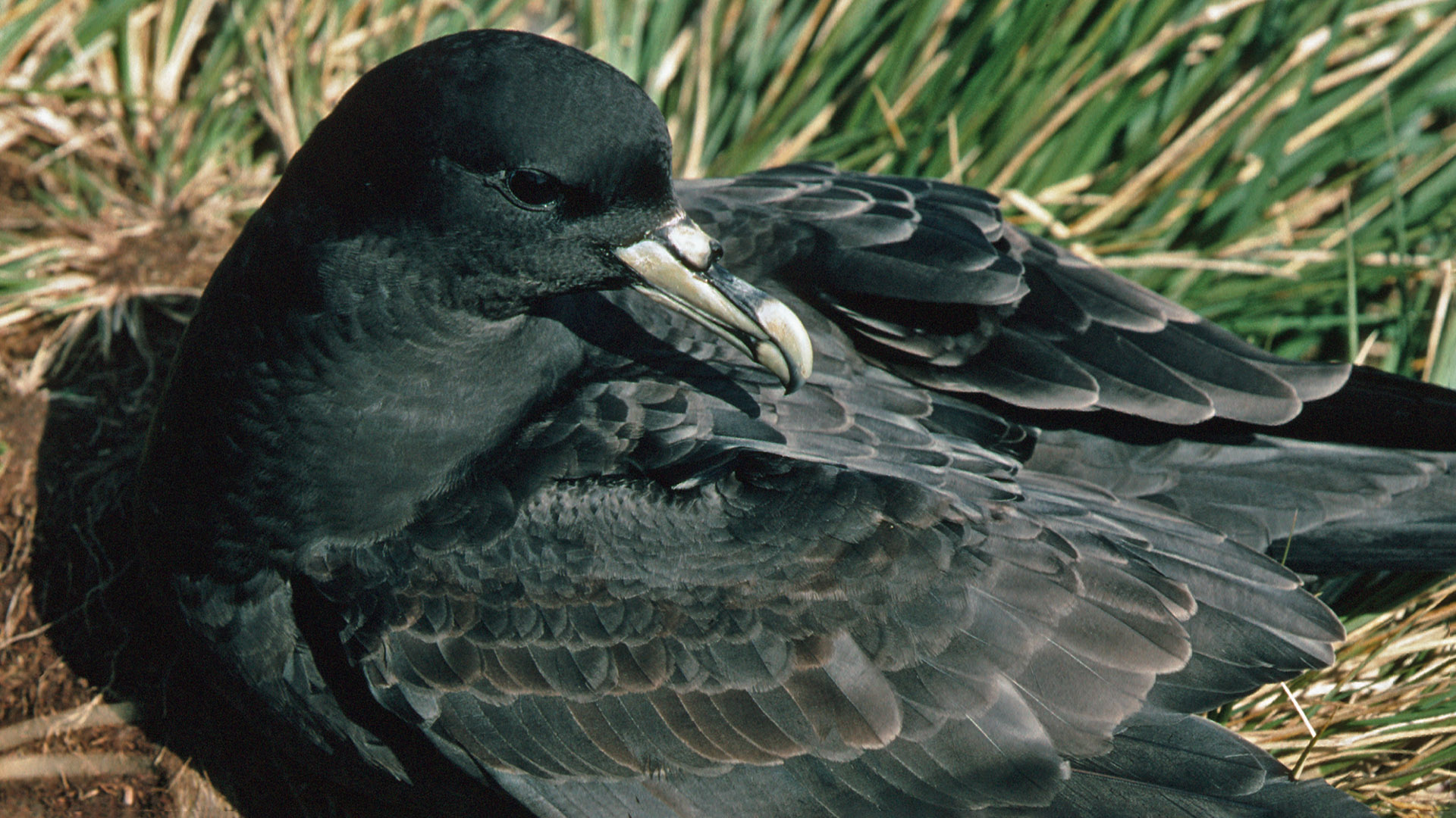 White chinned petrel at Bird Island, South Georgia