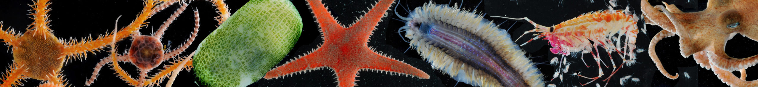 A close up of an animal.