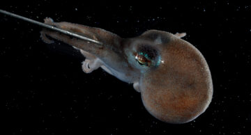 An octopus
