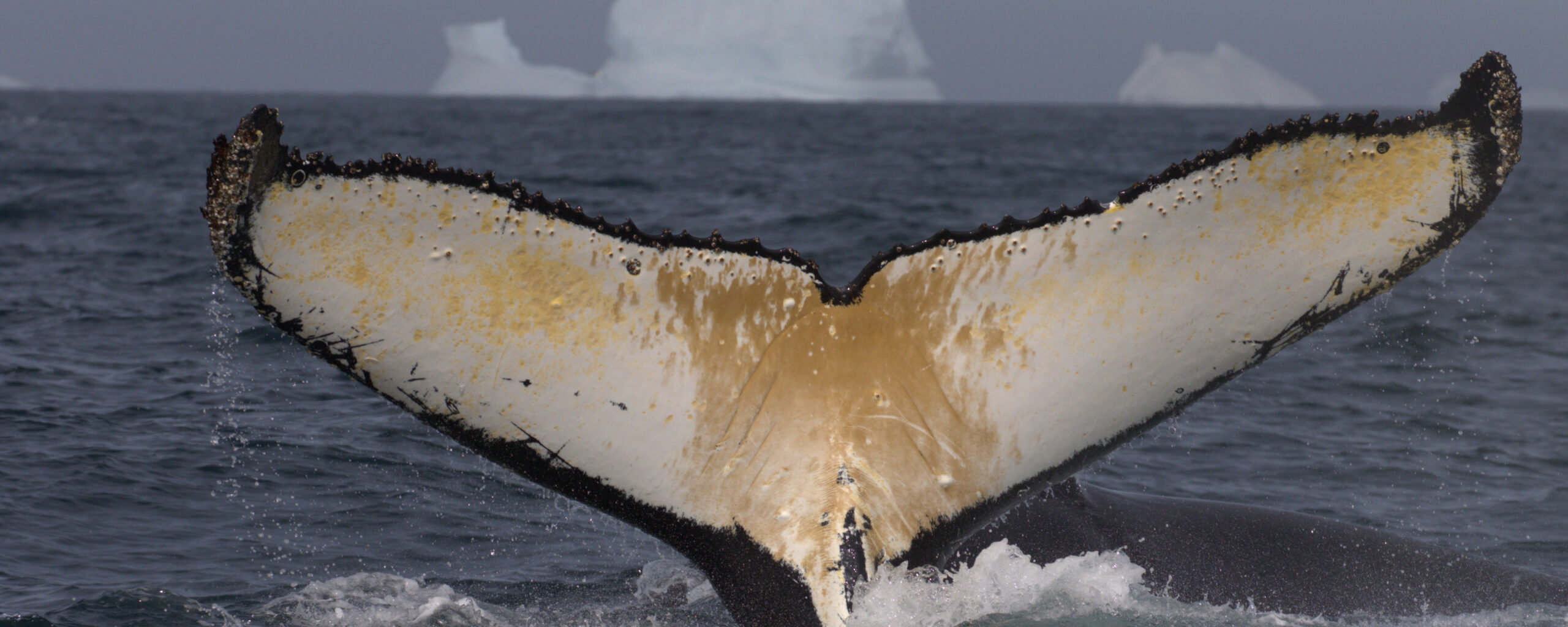 A Humpback Whale fluke