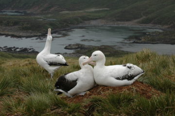 A bird sitting on grass next to a body of water