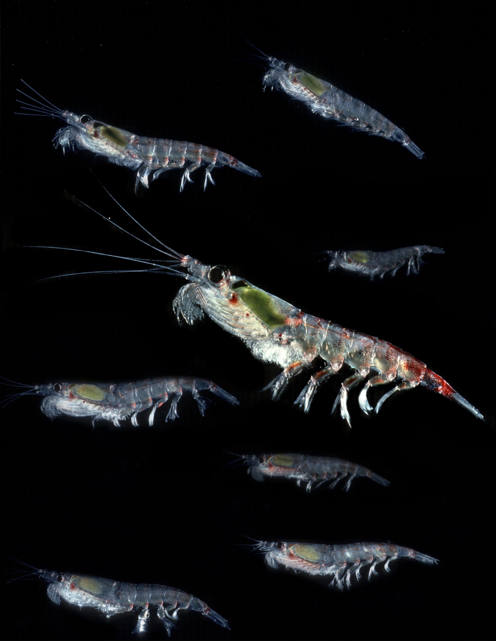 A close up of an animal.