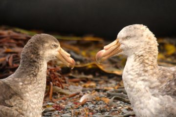 A close up of a bird.