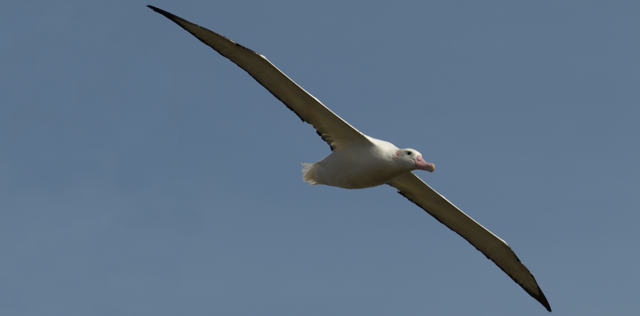 Flying wanderer
