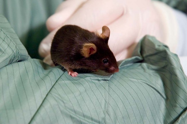 A brown mouse sitting on a handlers' arm.