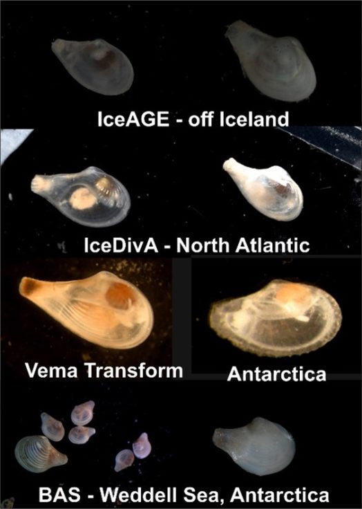 Deep sea bivalves