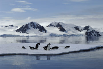 A flock of seagulls are standing in the snow