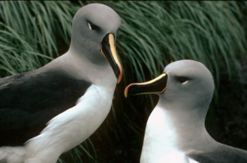 A close up of a bird.