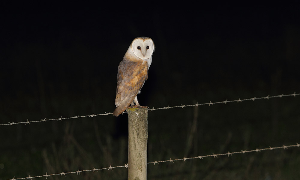 nocturnal nature watch