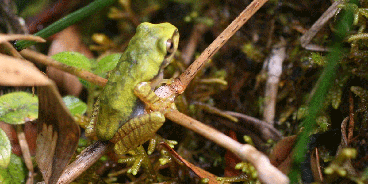 Frog
