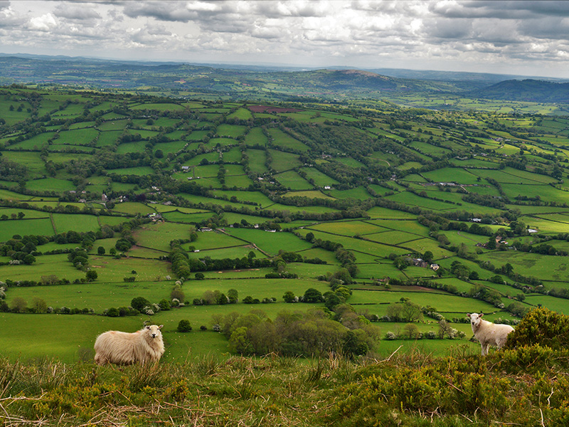 wildlife on the beacons way