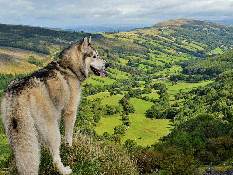 dog walks beacons way