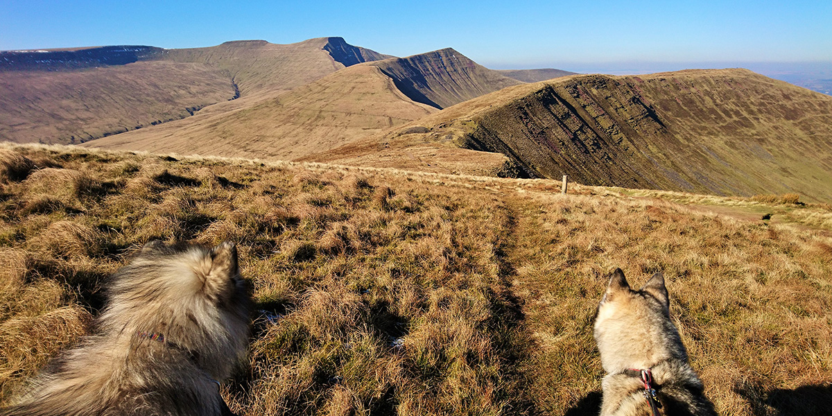 dog walk pen y fan beacons way