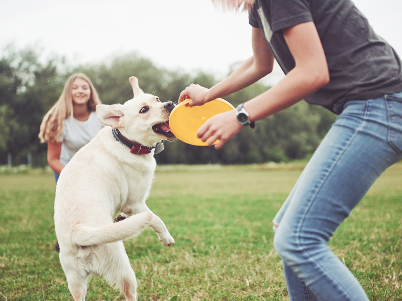 Dog playing frisbee