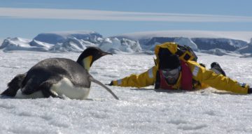 Penguins