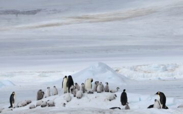 A penguin in the snow
