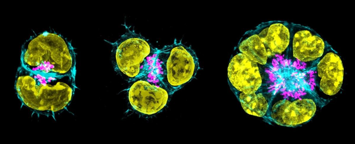 3D cultures of mouse embryonic stem cells recapitulate polarisation and cavity formation, two processes in early embryonic development.