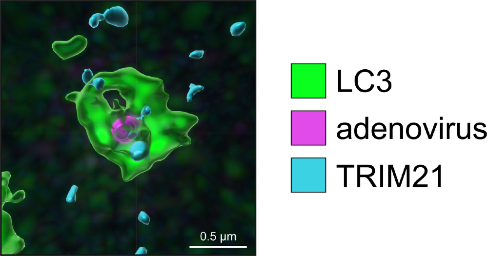 Super-resolution image of an LC3-positive autophagosome engulfing a TRIM21- and antibody-coated adenovirus