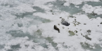sea ice