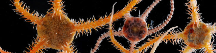 A close up of an animal.