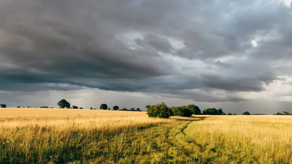 Dark grey clouds over field of yellow crops.