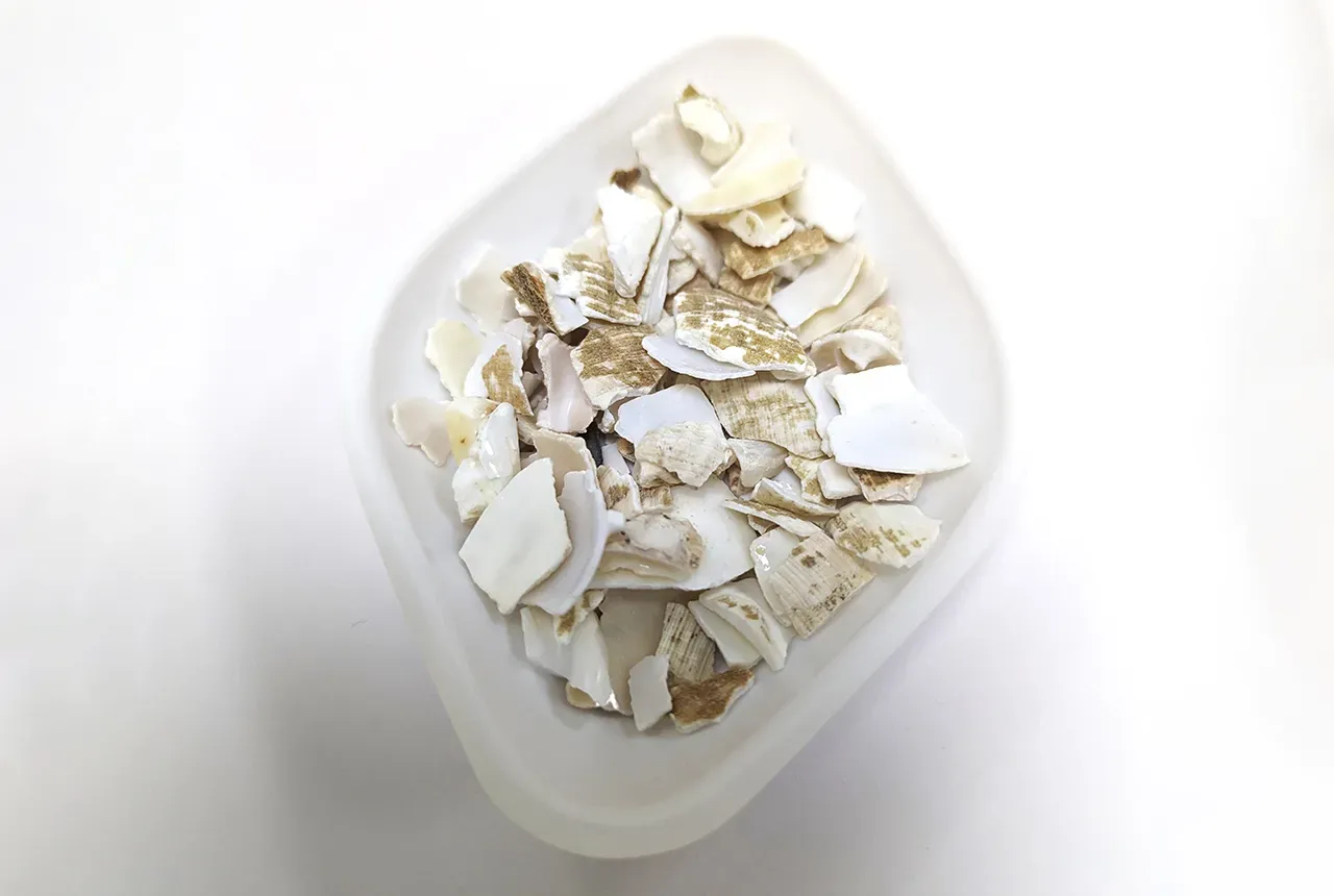 Fragments of whelk shells. BGS © UKRI.